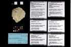 Foto (Objekt + Etikett) von Goniodromitidae indet.  (NHMW-GEO-1990-0041-2512c)